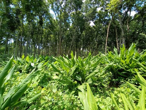 Green Leaf Closeup On Farm For Viewer