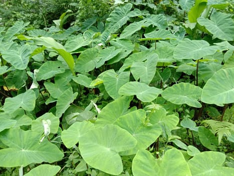 Green Leaf Closeup On Farm For Viewer