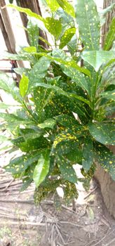 Green Leaf Closeup On Farm For Viewer