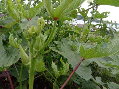 Green Leaf Closeup On Farm For Viewer
