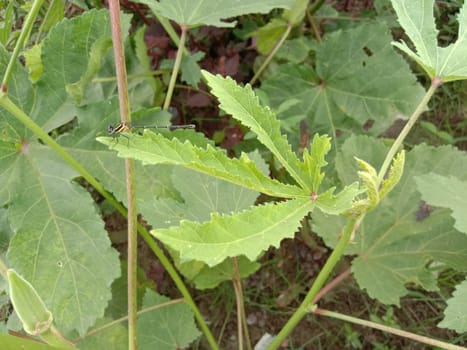 Green Leaf Closeup On Farm For Viewer