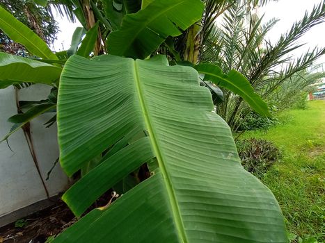 Green Leaf Closeup On Farm For Viewer