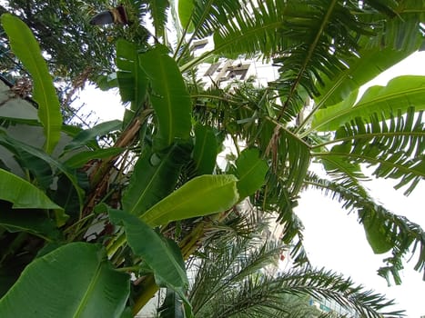Green Leaf Closeup On Farm For Viewer
