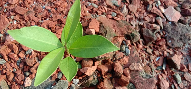 Green Leaf Closeup On Farm For Viewer