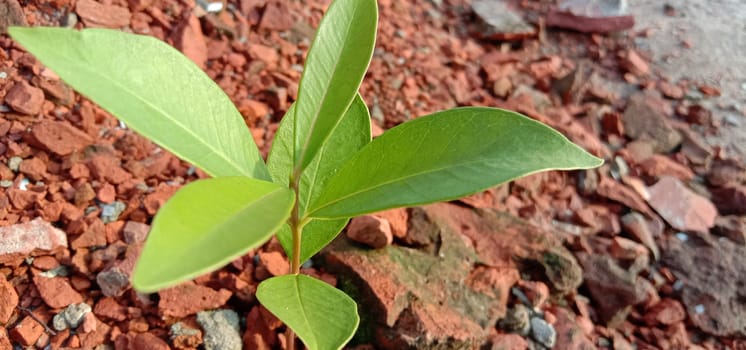 Green Leaf Closeup On Farm For Viewer