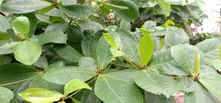 Green Leaf Closeup On Farm For Viewer