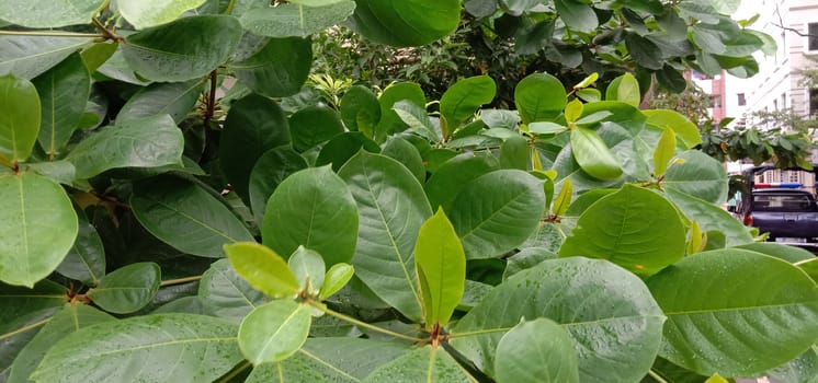 Green Leaf Closeup On Farm For Viewer