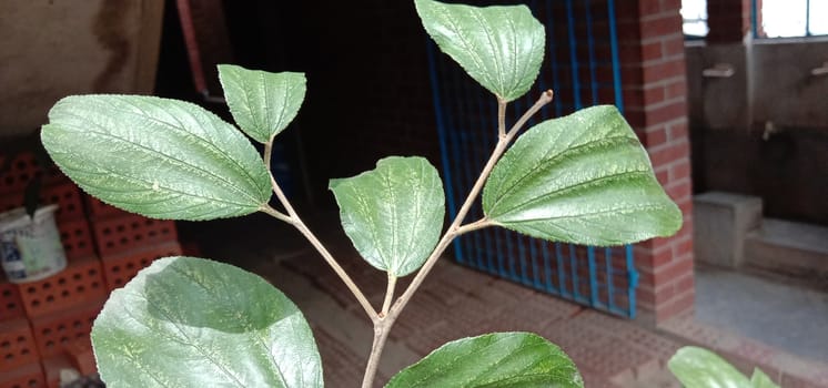 Green Leaf Closeup On Farm For Viewer