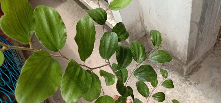 Green Leaf Closeup On Farm For Viewer