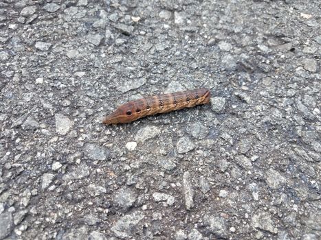 brown caterpillar insect with circles on asphalt or pavement