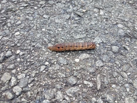 brown caterpillar insect with circles on asphalt or pavement