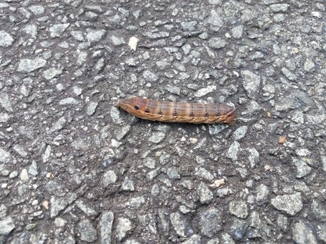 brown caterpillar insect with circles on asphalt or pavement