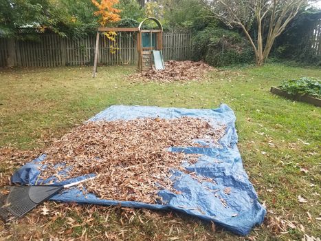 rake with leaves and blue tarp and play structure in yard