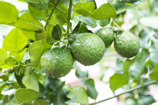 Fresh Bergamots and leaves on tree with water drops on them fruity,  with herbaceous bergamia Aroma
