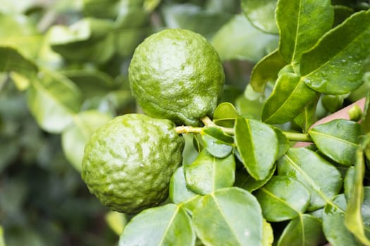 Fresh Bergamots and leaves on tree 