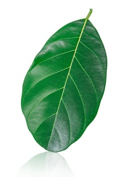 Green leaf isolated on white background, save clipping path.