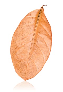 Dry leaf isolated on white background, save clipping path.