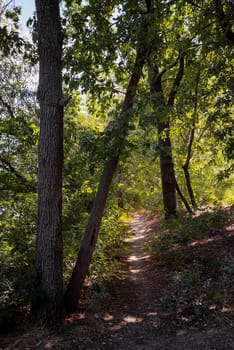 Forest in summer. A path between maple, oak, willow and poplar trees during a sunny day