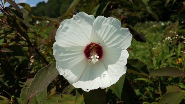 plant with white flower petals blooming with grasshopper inside