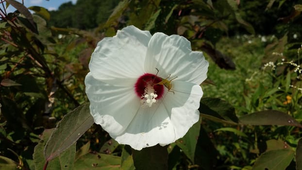 plant with white flower petals blooming with grasshopper inside