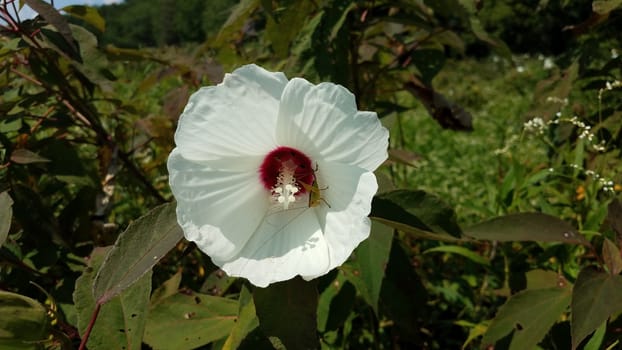 plant with white flower petals blooming with grasshopper inside