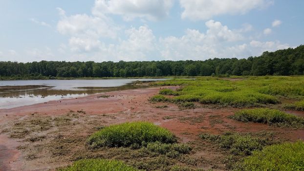 mud and red algae bloom in water in wetland or lake