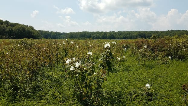 white flowers blooming in wetland or swamp environment with trees