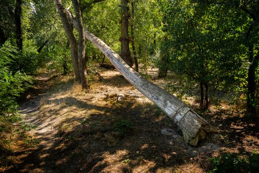 Trunk of a poplar tree broken by the wind, in the forest during a sunny summer day