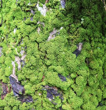 Detailed close up view at moss textures on a forest ground