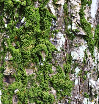 Detailed close up view at moss textures on a forest ground