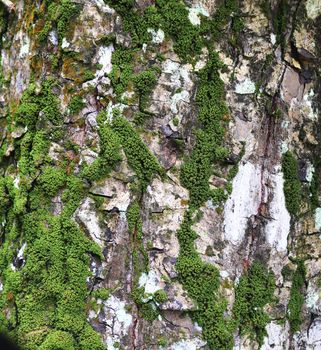 Detailed close up view at moss textures on a forest ground