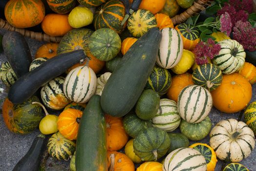 Assortment of fresh colorful pumpkins and squashes in rustic harvest background concept, viewed from above in full frame