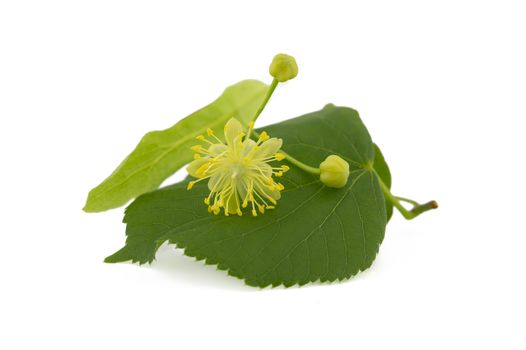 Fresh Linden or Tilia flowers and leaves isolated on white background