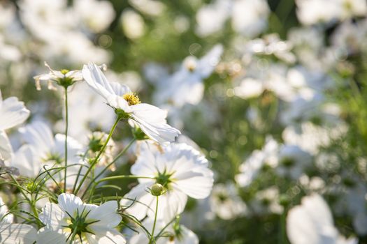 White cosmos flowers blooming in the garden