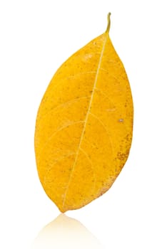 Yellow leaf isolated on white background, save clipping path.