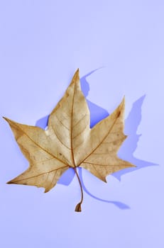 Dry leaf of platanus also called plane tree on colored background , beautiful leaf veins ,