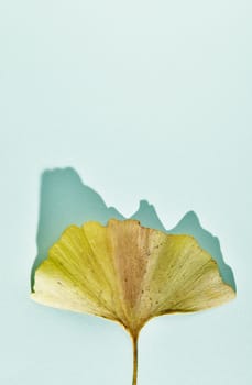 Beautiful yellow ginkgo leaf on colored background ,fan-shaped leaf with veins ,