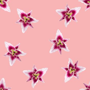 seamless pattern of pink Lily flower bloom. Pink lily flowers over pink background seamless texture. flat lay flower pattern