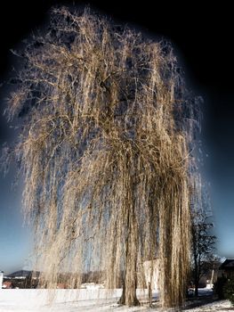 Babylon willow in wintertime in Germany in infrared