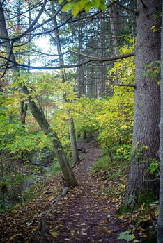 Yellow and green leaves, along an idyllic Pennsylvania hiking trail. A creek reflecting a blue sky runs alongside.