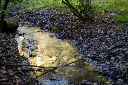 Beautiful golden hour reflection in a woodland stream. Full frame in  natural sunlight with copy space.