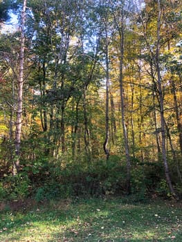 Enchanted Autumn forest with colorful foliage green grass foreground, bright sun and woodland texture with copy space.