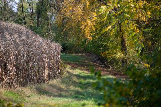 Calm grassy path under autumn leaves disappears beyond a ripe corn field. Serene nature landscape.