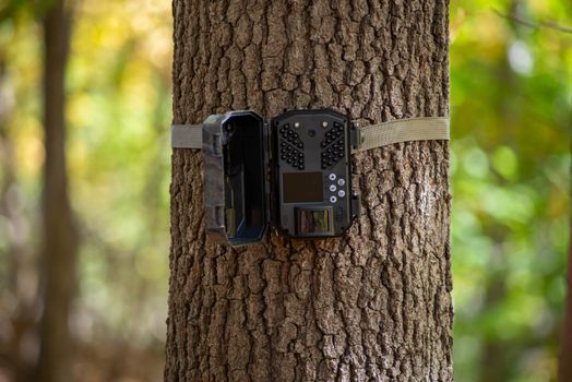 Trail camera strapped to tree trunk is open for operation. Woodland scene, bokeh background with copy space and rough bark texture