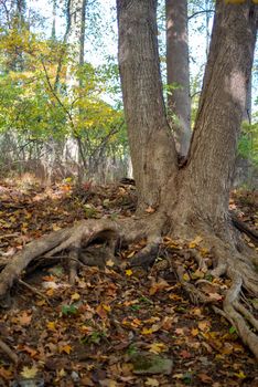 Beautiful shot of tree with two trunks and roots that curve around defocused copy space. Fall holiday landscape