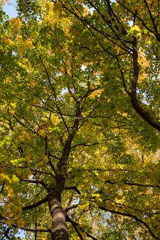 Full frame image in dappled natural sunlight. Yellow orange and green leaves on towering trees.