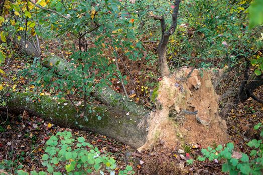 Giant tree with double trunk upended in the woods. Autumn foliage beginning. Nature background