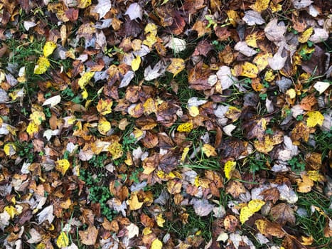 Beautiful background image with colorful autumn leaves ndgreen grass on forest floor.