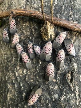 Invasive species Lycorma delicatula, Spotted Lanternfly, clusters on a native tree trunk.