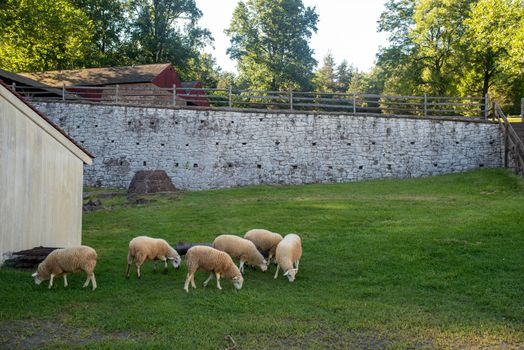 Hopewell Furnace National Historic Site. Sheep graze by colonial American stone wall in grassy old time village scene.